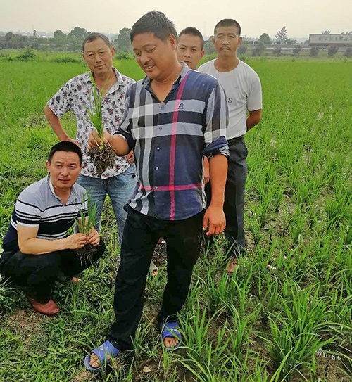優(yōu)質(zhì)糧食訂單基地