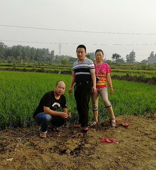 優(yōu)質(zhì)糧食訂單基地